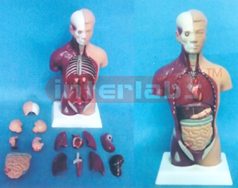 28 CM TALL. AMERICA-S TYPE HUMAN TORSO MODEL (15 PCS)